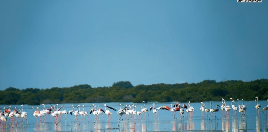 Pământ în Al Zorah, Ajman, EAU 8325 mp.  №660947