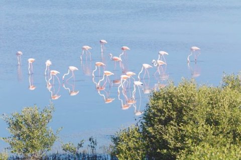 Купити земельна ділянка в Al Zorah, Аджман, ОАЕ 6188м2, № 660946 - фото 17