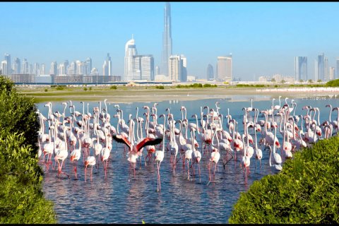 Byt v Ras Al Khor, Dubai, SAE 1 ložnice, 62 m² Č.: 621374 - fotografie 14